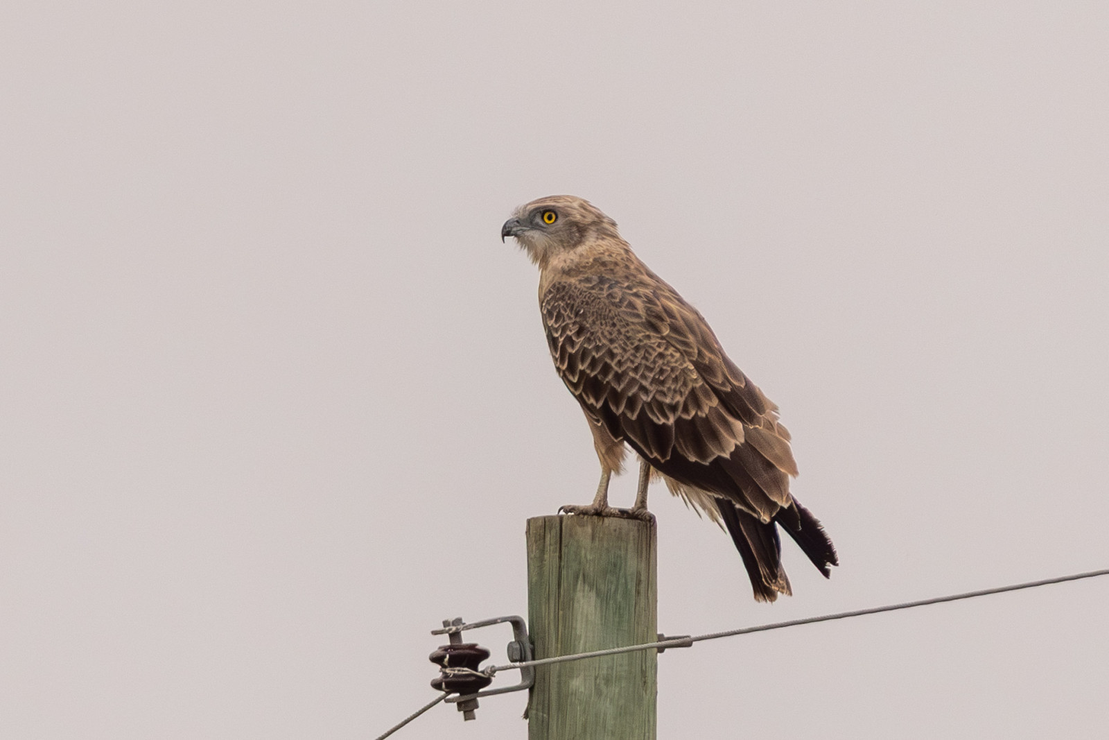 image Brown Snake Eagle